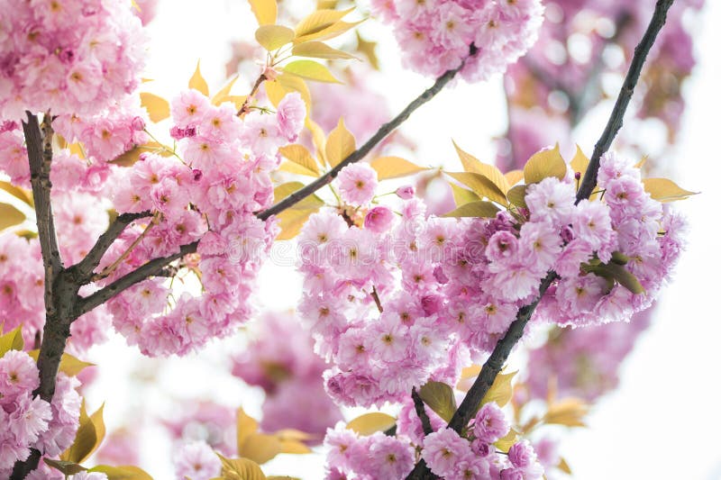 La Flor De Cerezo Es Una Flor De Varios Rboles Del Gnero Prunus