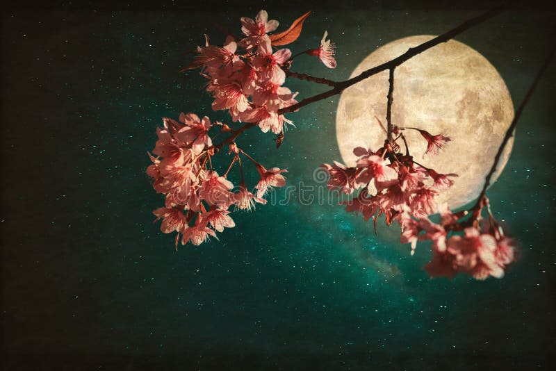 La flor de cerezo rosada hermosa Sakura florece en la noche de cielos con las estrellas de la Luna Llena y de la vía láctea