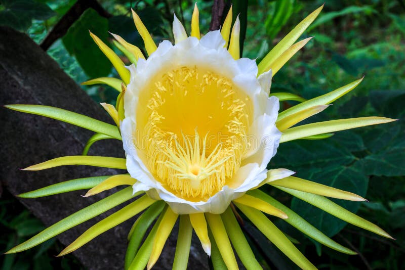 La flor de la fruta del Hylocereus o del dragón tiene amarillo y el color blanco es hermoso en naturaleza fotos de archivo libres de regalías La flor de la fruta del Hylocereus o del dragón tiene amarillo y el color blanco es hermoso en naturaleza fotos de archivo libres de regalías