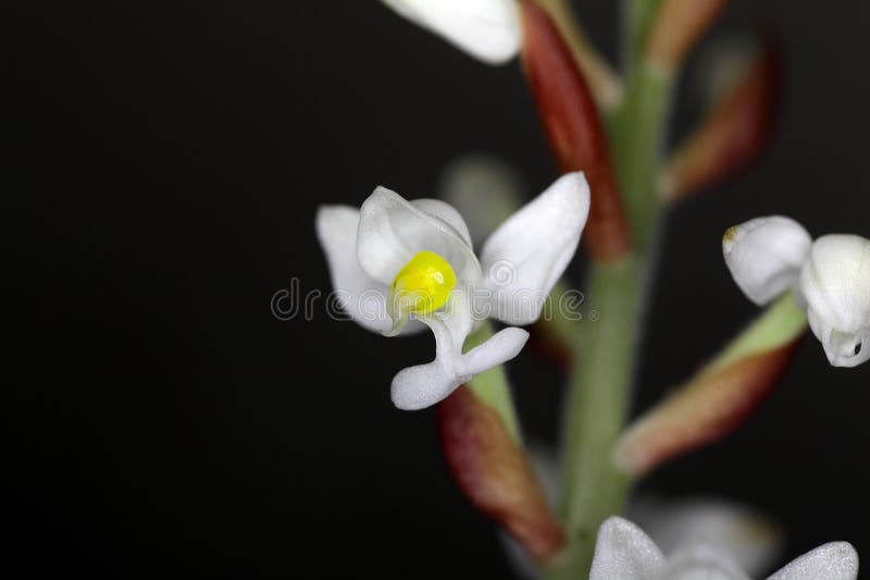 La Flor De La Orquídea Ludisia Se Decolora Imagen de archivo - Imagen de  anual, flor: 78898179