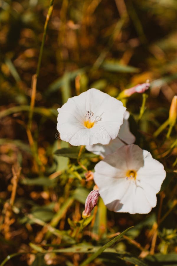 La Flor De Lirio De Maíz De Junco Europeo En El Prado Dos Algas Blancas Entrelazadas El Efecto Perjudicial De Los Cultivos Y Las M Foto de archivo - Imagen de verde, La Flor De Lirio De Maíz De Junco Europeo En El Prado Dos Algas Blancas Entrelazadas El Efecto Perjudicial De Los Cultivos Y Las M Foto de archivo - Imagen de verde,