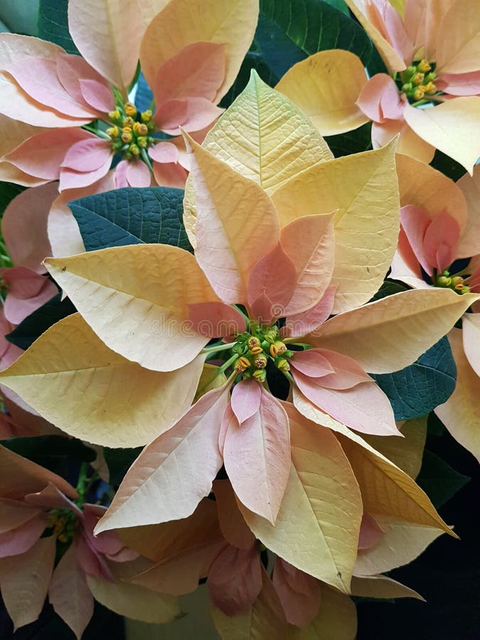 La Flor De La Nochebuena Con Las Hojas Palidece La Naranja Foto de archivo  - Imagen de navidad, travieso: 105430272