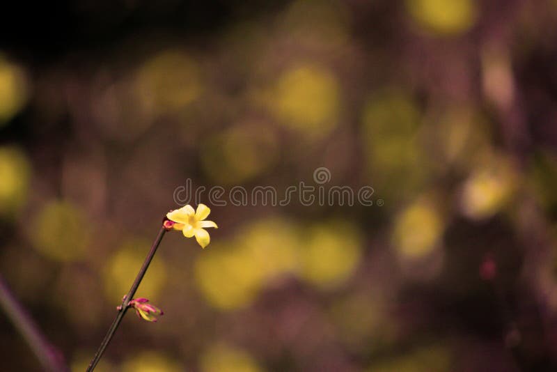 La flor de oro del invierno del jasmineï del› amarillo del ¼ fotos de archivo La flor de oro del invierno del jasmineï del› amarillo del ¼ fotos de archivo
