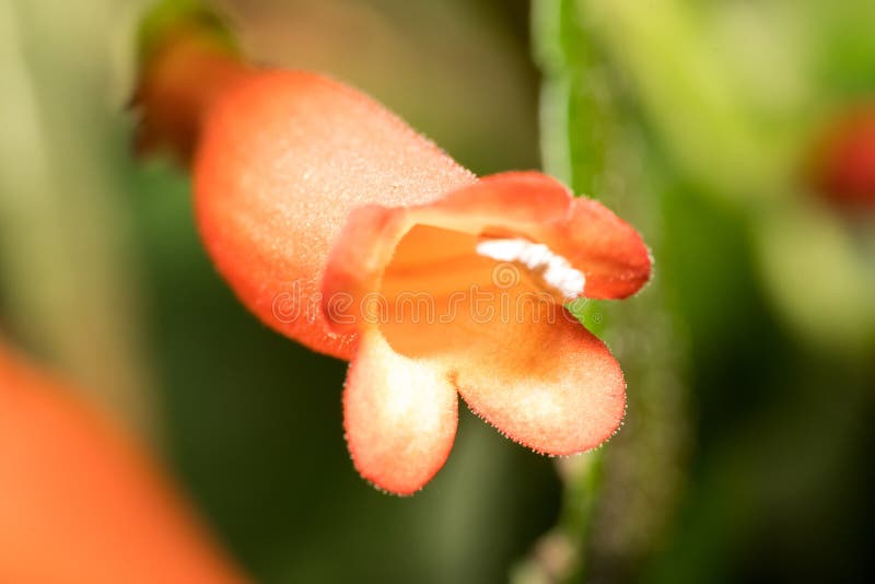 La Flor De La Pequeña Botella Natural Naranja De Chile En El Bosque Foto de  archivo - Imagen de flor, planta: 171083274