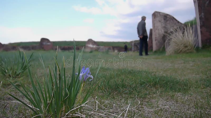 La flor de pradera azul es soplada por el viento en el campo el hombre de fondo está caminando lentamente