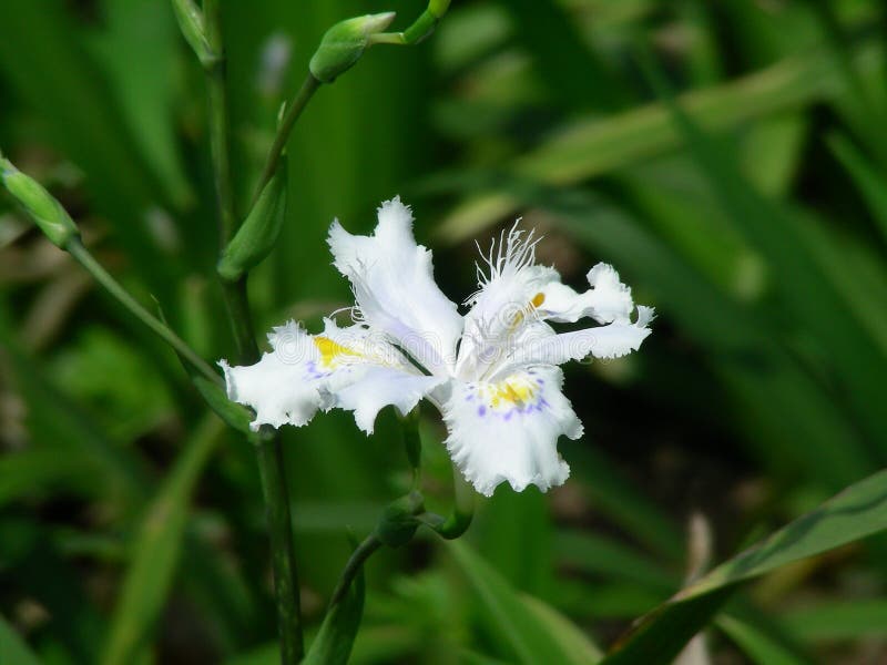 Flor Iris japonica foto de archivo. Imagen de negro - 164426702
