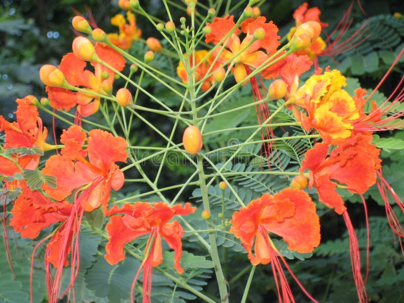 La flor en Ciudad de México foto de archivo libre de regalías La flor en Ciudad de México foto de archivo libre de regalías
