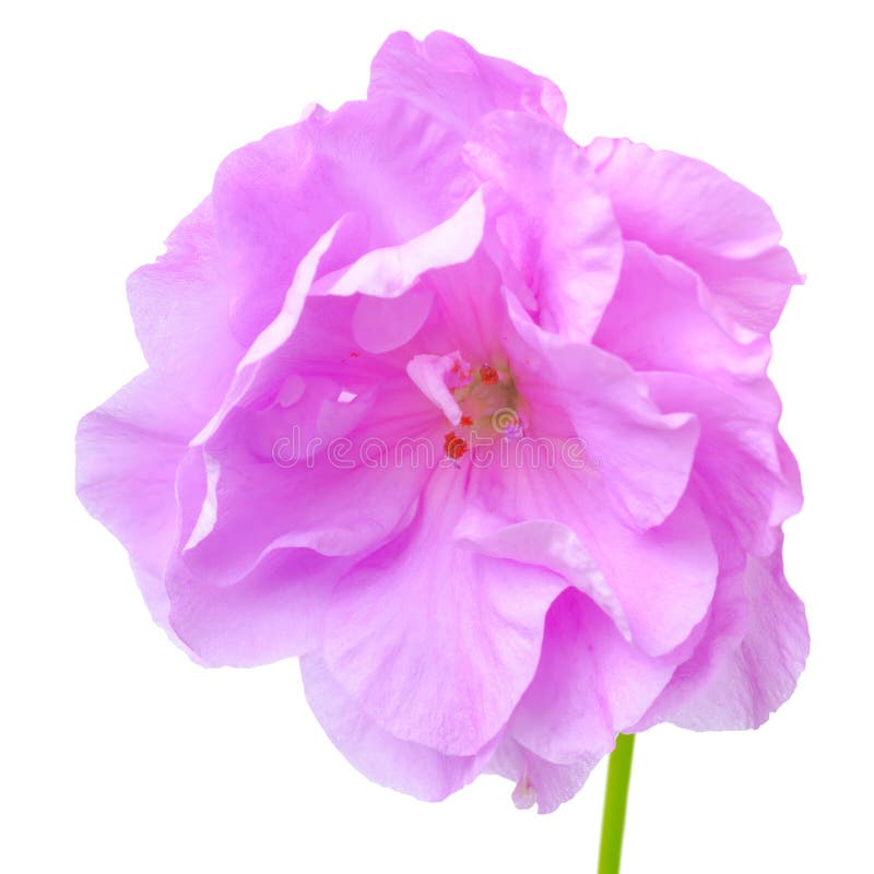 La flor floreciente hermosa del geranio de la lila con verde sale del IS-IS fotos de archivo La flor floreciente hermosa del geranio de la lila con verde sale del IS-IS fotos de archivo