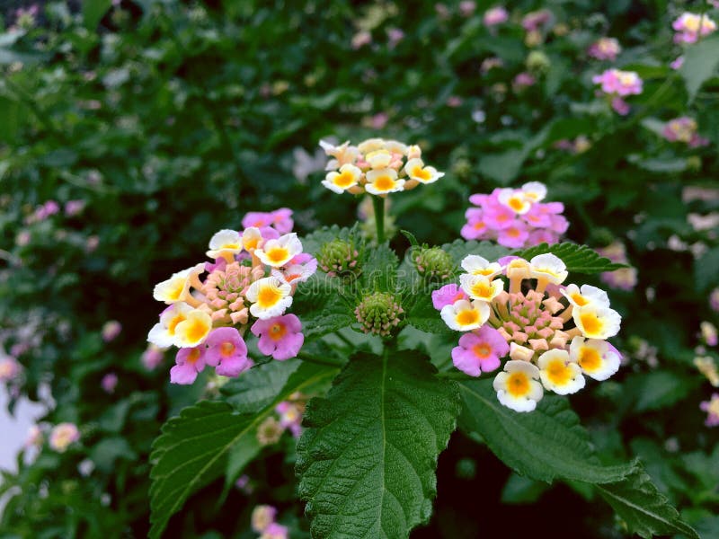 La flor hermosa equilibrada del blanco es camara del Lantana imagen de archivo libre de regalías La flor hermosa equilibrada del blanco es camara del Lantana imagen de archivo libre de regalías