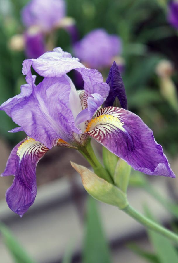 La Flor Iris. Hermosa Flor Morada En Flor En Una Madrugada Crujiente Foto  de archivo - Imagen de ajardinado, diafragma: 173842244