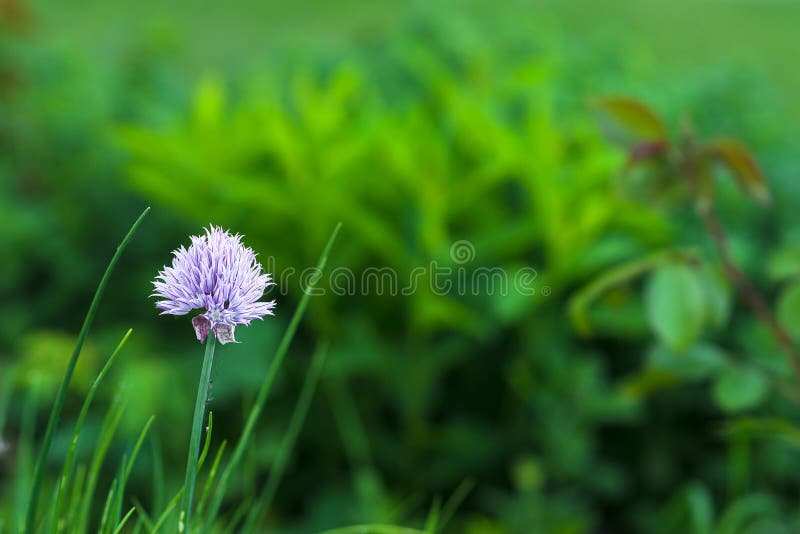 La flor ornamental púrpura del ajo crece en un macizo de flores verde en el jardín fotografía de archivo La flor ornamental púrpura del ajo crece en un macizo de flores verde en el jardín fotografía de archivo