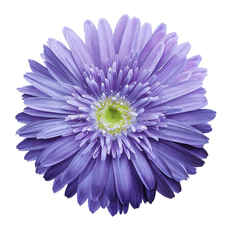 Purple gerbera flower on a white isolated background with clipping path. Closeup. no shadows. For design. Nature. Purple gerbera flower on a white isolated background with clipping path. Closeup. no shadows. For design. Nature.