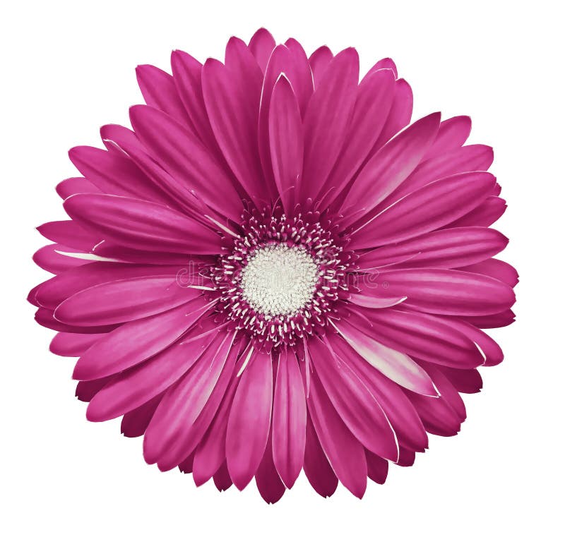la flor Rosado-blanca del gerbera, blanco aisló el fondo con la trayectoria de recortes primer Ningunas sombras Para el diseño fotos de archivo libres de regalías la flor Rosado-blanca del gerbera, blanco aisló el fondo con la trayectoria de recortes primer Ningunas sombras Para el diseño fotos de archivo libres de regalías