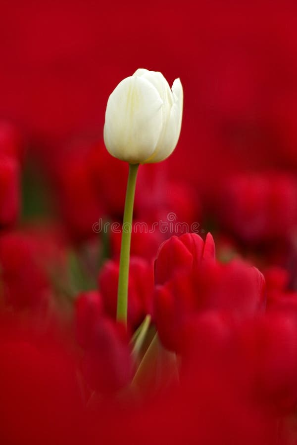 La floración blanca del tulipán, los tulipanes hermosos rojos coloca en tiempo de primavera con la luz del sol, fondo floral, esc foto de archivo libre de regalías La floración blanca del tulipán, los tulipanes hermosos rojos coloca en tiempo de primavera con la luz del sol, fondo floral, esc foto de archivo libre de regalías