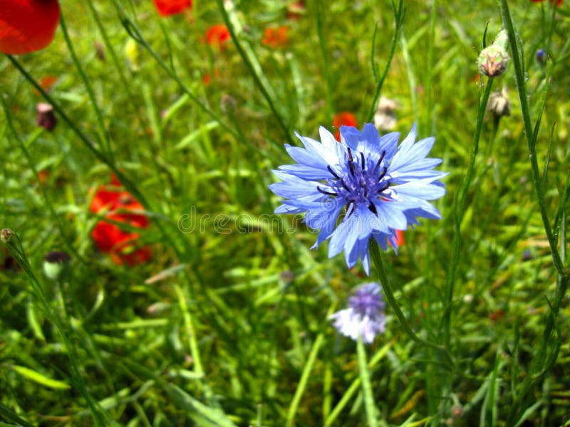 La floración blanda del cyanus del Centaurea del aciano y los rhoeas rojos del Papaver de la amapola florecen en día soleado Cier foto de archivo La floración blanda del cyanus del Centaurea del aciano y los rhoeas rojos del Papaver de la amapola florecen en día soleado Cier foto de archivo
