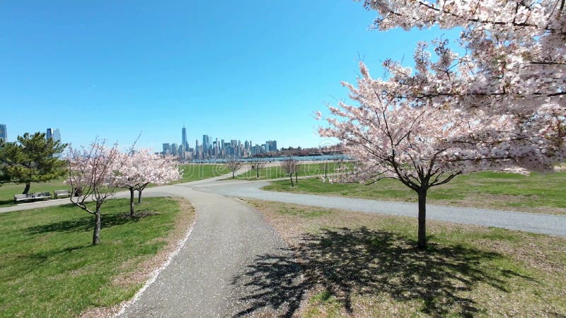La floraison de cerisiers dans le Liberty State Park NJ banque de vidéos