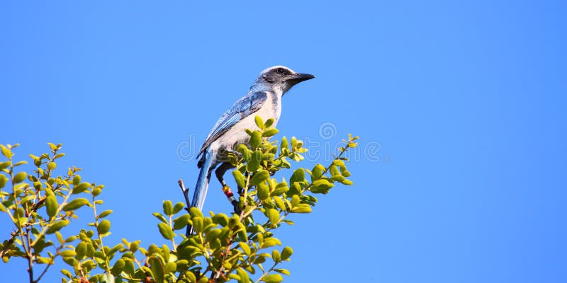 La Florida friega a Jay (los coerulescens de Aphelocoma) fotografía de archivo La Florida friega a Jay (los coerulescens de Aphelocoma) fotografía de archivo