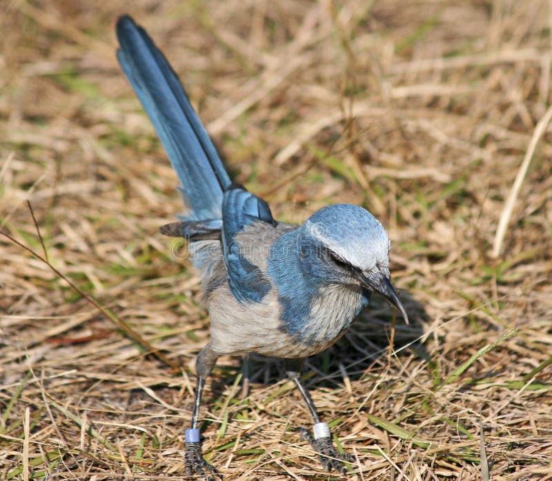 Florida Scrub Jay bird on dry grass. Florida Scrub Jay bird on dry grass.