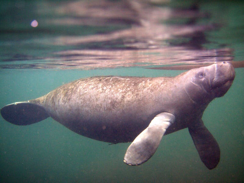 A friendly juvenile sea cow lounging in the springs of eastern Florida. A friendly juvenile sea cow lounging in the springs of eastern Florida.