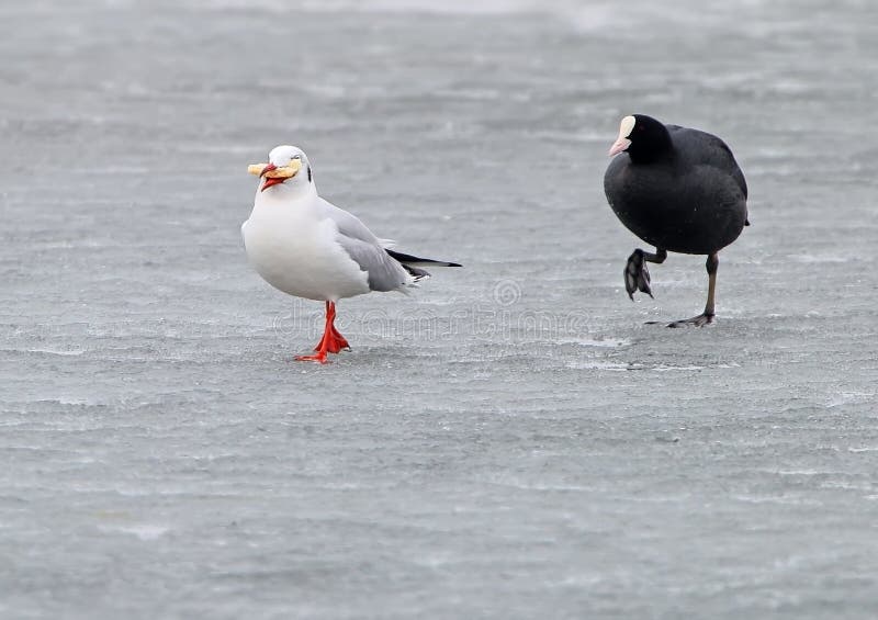 La focha eurasiática persigue en el hielo una gaviota con pan imagen de archivo libre de regalías La focha eurasiática persigue en el hielo una gaviota con pan imagen de archivo libre de regalías