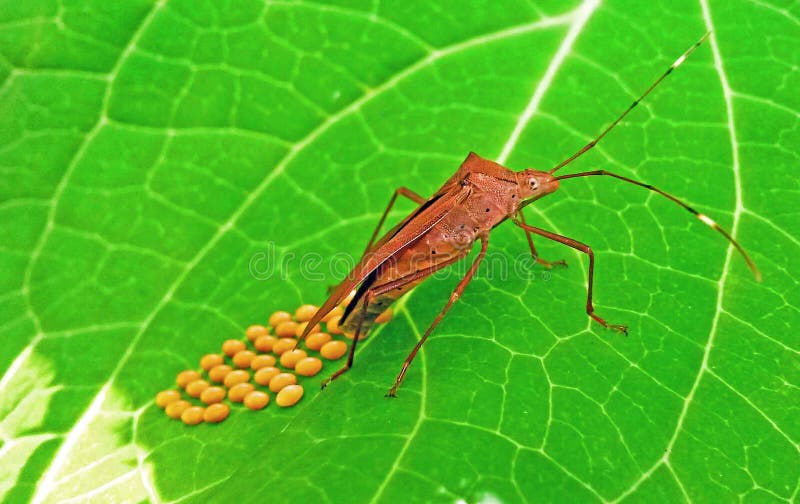 La foglia pagata ostacola fare le uova sulla foglia verde fotografia stock La foglia pagata ostacola fare le uova sulla foglia verde fotografia stock