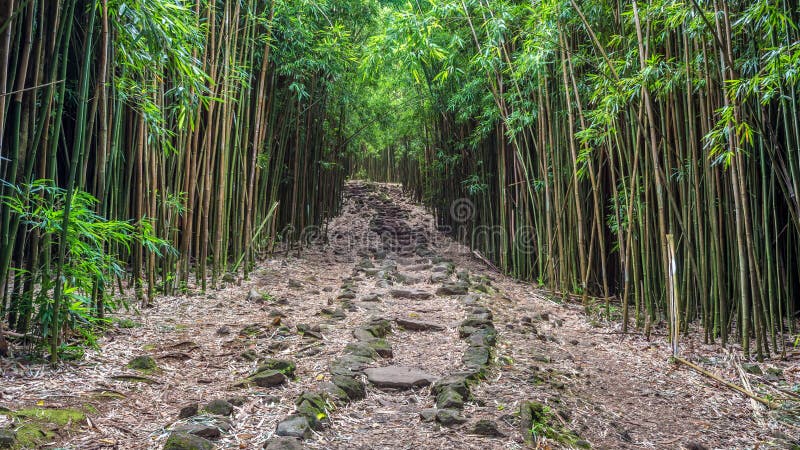 La for t en bambou  de Maui image stock Image du nature 