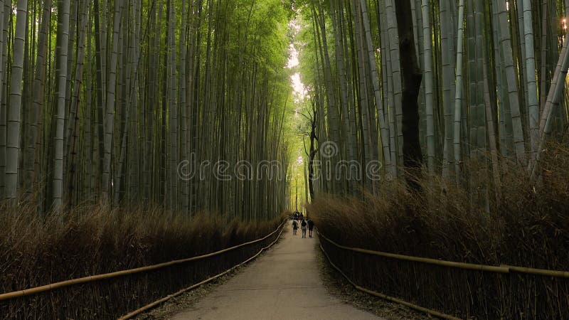 La foresta di bambÃ¹ a Kyoto, zoomando