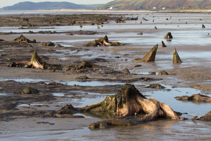 La foresta sommersa situata sulla spiaggia di Borth immagine stock