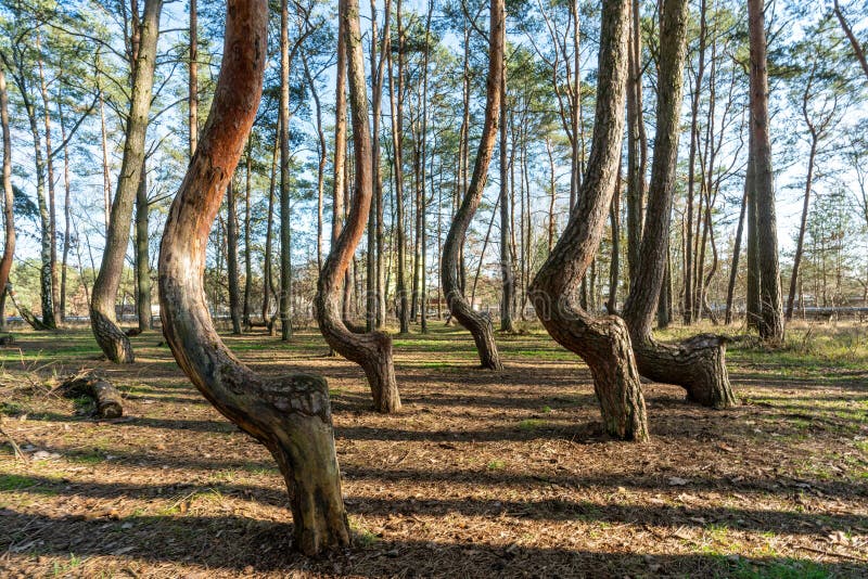 La foresta storta Krzywy Las vicino a Gryfino in Polonia