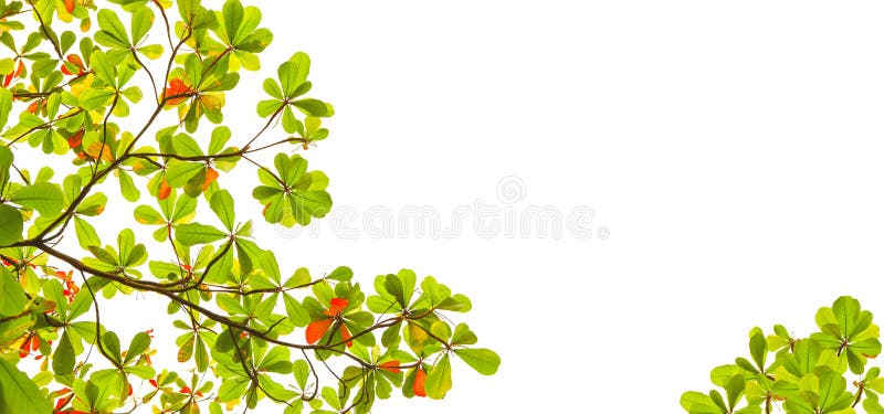 La forma ancha de verde y las hojas de la almendra del Mar Rojo con la rama de árbol aislada en el fondo blanco utilizan como espa imagen de archivo libre de regalías La forma ancha de verde y las hojas de la almendra del Mar Rojo con la rama de árbol aislada en el fondo blanco utilizan como espa imagen de archivo libre de regalías