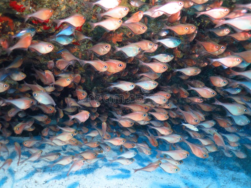 La forma de los pescados vidriosos de los swipers fotos de archivo libres de regalías La forma de los pescados vidriosos de los swipers fotos de archivo libres de regalías