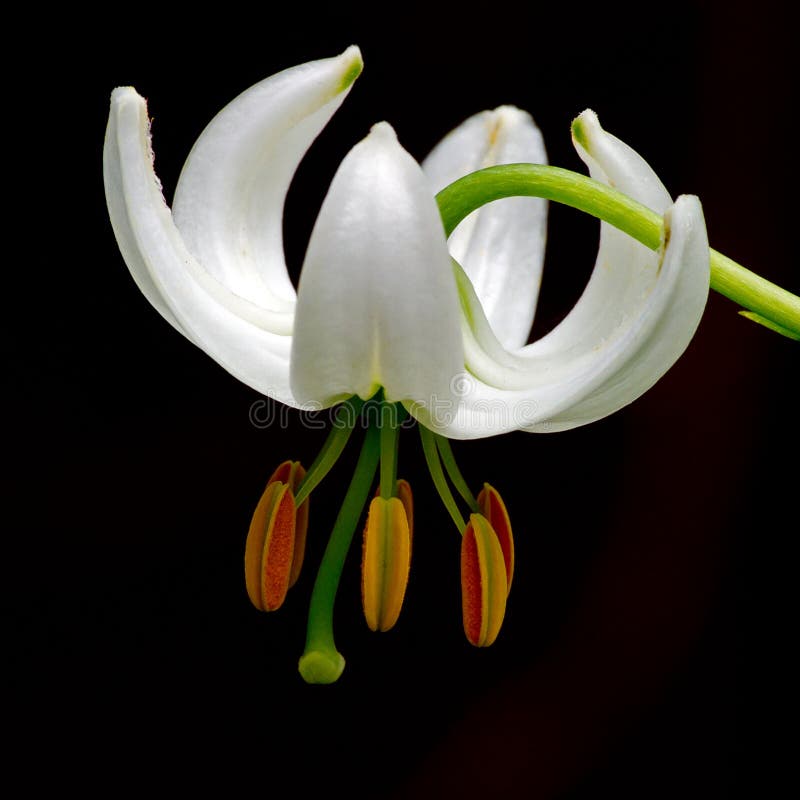 La forme blanche de Lilium Martagon, appelée 'album' photo libre de droits La forme blanche de Lilium Martagon, appelée 'album' photo libre de droits