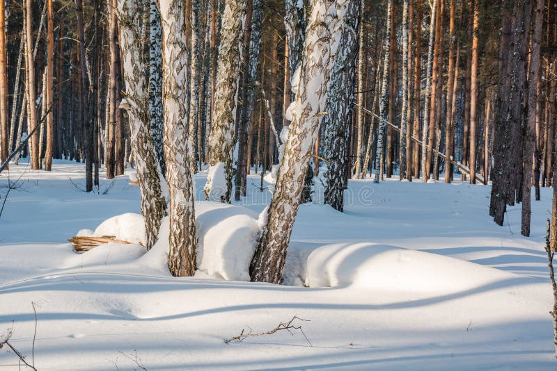 La forêt d'hiver sous la neige Le bois en Sibérie pendant l'hiver Le bois en Russie pendant l'hiver image libre de droits La forêt d'hiver sous la neige Le bois en Sibérie pendant l'hiver Le bois en Russie pendant l'hiver image libre de droits