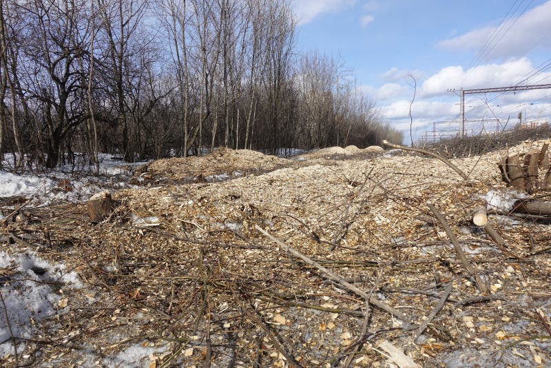 La forêt est détruite par les enregistreurs L'espace vide sans arbres avec des tronçons et des rubans image stock La forêt est détruite par les enregistreurs L'espace vide sans arbres avec des tronçons et des rubans image stock