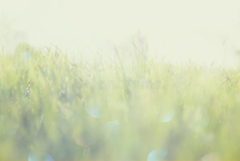 Abstract photo of light burst among grass and glitter bokeh lights. image is blurred and filtered. Abstract photo of light burst among grass and glitter bokeh lights. image is blurred and filtered