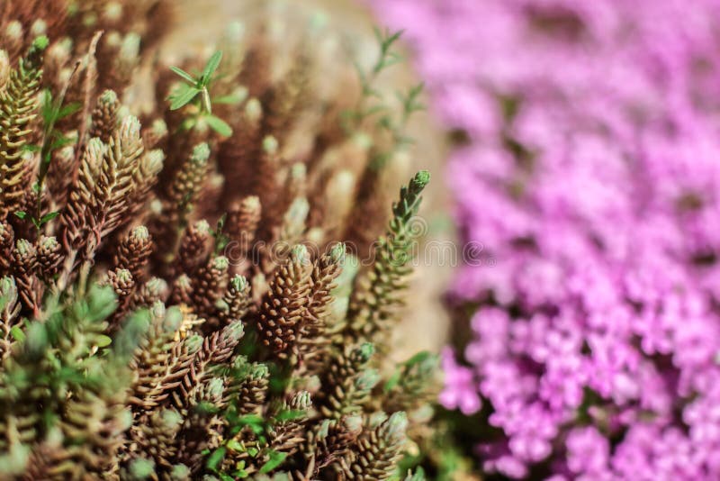 La foto bassa di profondità di campo, soltanto ramoscelli conclude i germogli verdi a fuoco e giovani dell'abete, fiori rosa diet immagine stock La foto bassa di profondità di campo, soltanto ramoscelli conclude i germogli verdi a fuoco e giovani dell'abete, fiori rosa diet immagine stock