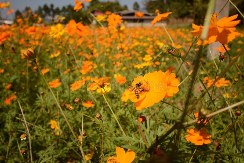 Macro photo of a bee close up, starburst flower summer yellow leaf field background grass flowers nature season garden park. Macro photo of a bee close up, starburst flower summer yellow leaf field background grass flowers nature season garden park.