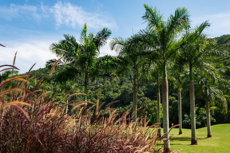 La fotografía de la naturaleza, campo de golf y se relaja en Caracas, Venezuela foto de archivo La fotografía de la naturaleza, campo de golf y se relaja en Caracas, Venezuela foto de archivo