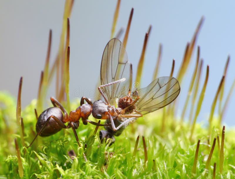 La fourmi de fournisseur portent la mouche morte
