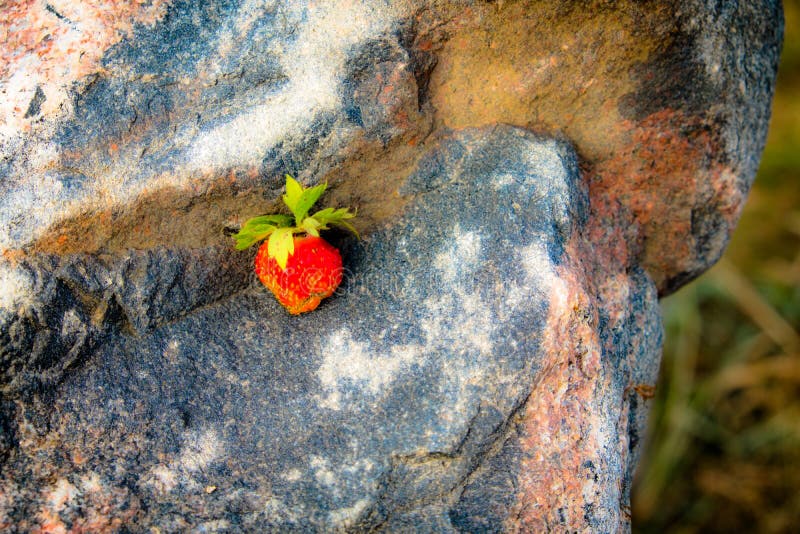 La fraise est un écrou multi photos libres de droits La fraise est un écrou multi photos libres de droits