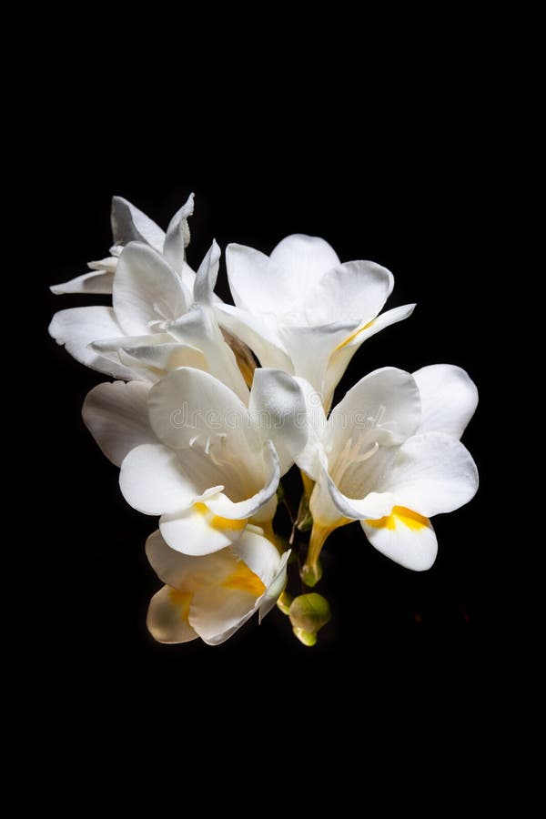 Flores Blancas Y Amarillas De La Fresia Imagen de archivo - Imagen de  aislado, floral: 128234627