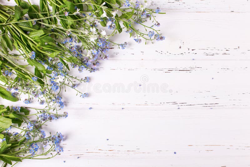 La frontera de nomeolvides o del myosotis azules frescas florece en wh foto de archivo La frontera de nomeolvides o del myosotis azules frescas florece en wh foto de archivo