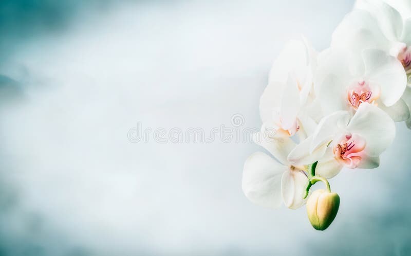 La frontera floral con la orquídea blanca hermosa florece en el fondo azul Naturaleza, balneario o salud foto de archivo libre de regalías
