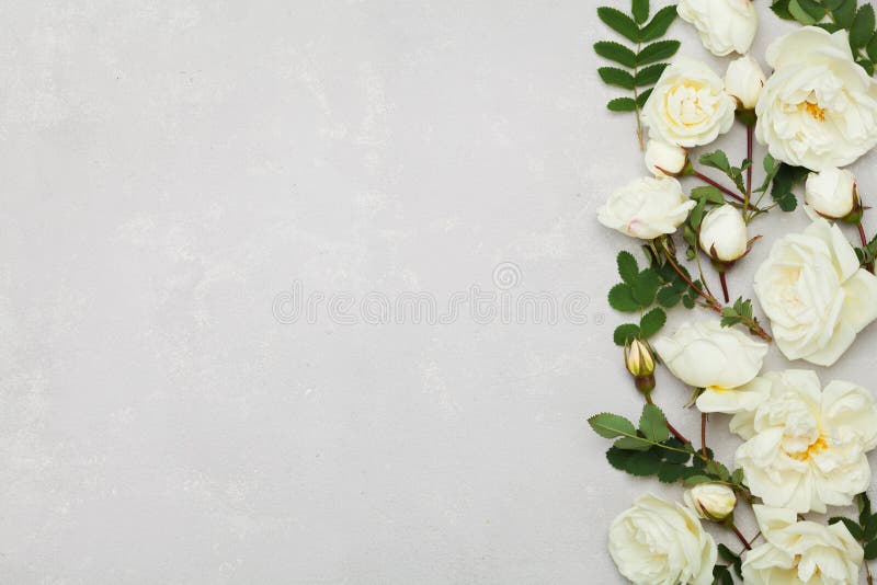 La frontière de la rose de blanc fleurit et le vert part sur le fond gris-clair d'en haut, beau modèle floral, configuration plat photographie stock