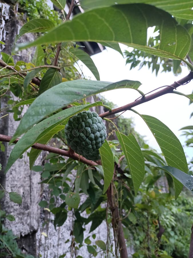 Srikaya is a plant with the Latin name Annona squamosa. In English, the fruit of this plant is usually called sugar-apple or sweetsop. In Australia, srikaya is called custard apple or sweet apple, while in Mexico it is called saramuya.

The origin of this plant is not known with certainty, but srikaya is thought to be a tropical plant that grows in South America and several areas in Asia. Currently, srikaya trees can be found and have spread in South America, Central America, the Caribbean islands, Brazil, Suriname, India and Southeast Asia. Srikaya is a plant with the Latin name Annona squamosa. In English, the fruit of this plant is usually called sugar-apple or sweetsop. In Australia, srikaya is called custard apple or sweet apple, while in Mexico it is called saramuya.

The origin of this plant is not known with certainty, but srikaya is thought to be a tropical plant that grows in South America and several areas in Asia. Currently, srikaya trees can be found and have spread in South America, Central America, the Caribbean islands, Brazil, Suriname, India and Southeast Asia.