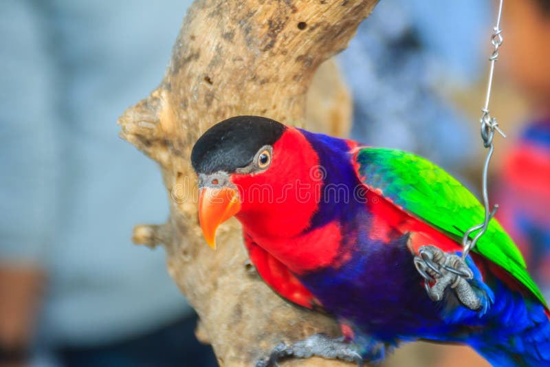 La gamba incatenata nero-ha ricoperto il pappagallo del lory che guarda così triste e agoniz immagini stock La gamba incatenata nero-ha ricoperto il pappagallo del lory che guarda così triste e agoniz immagini stock