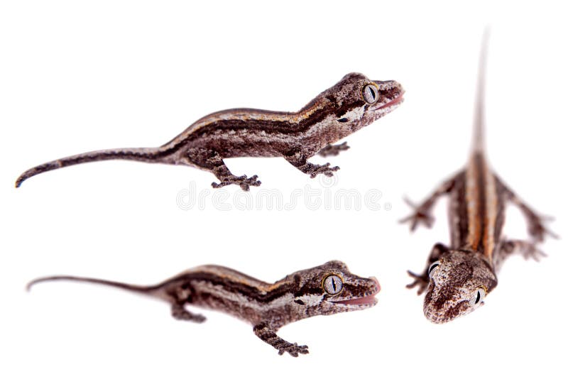La gargouille, nouveau gecko inégal calédonien sur le blanc photos stock La gargouille, nouveau gecko inégal calédonien sur le blanc photos stock