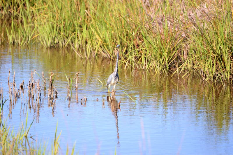 La garza de Tricolored vadea a través del canal bajo del pantano que busca la presa fotografía de archivo libre de regalías La garza de Tricolored vadea a través del canal bajo del pantano que busca la presa fotografía de archivo libre de regalías