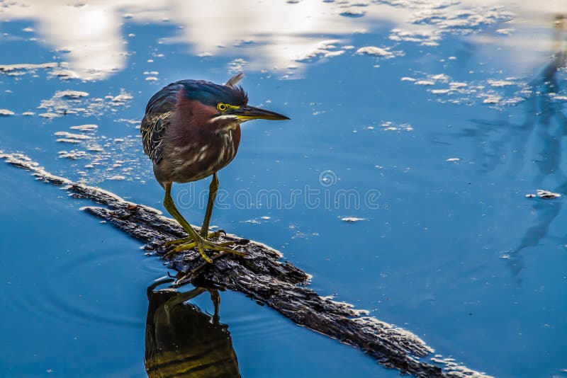 Un pequeño baile de la garza en una pequeña clave el agua. fotos de archivo Un pequeño baile de la garza en una pequeña clave el agua. fotos de archivo