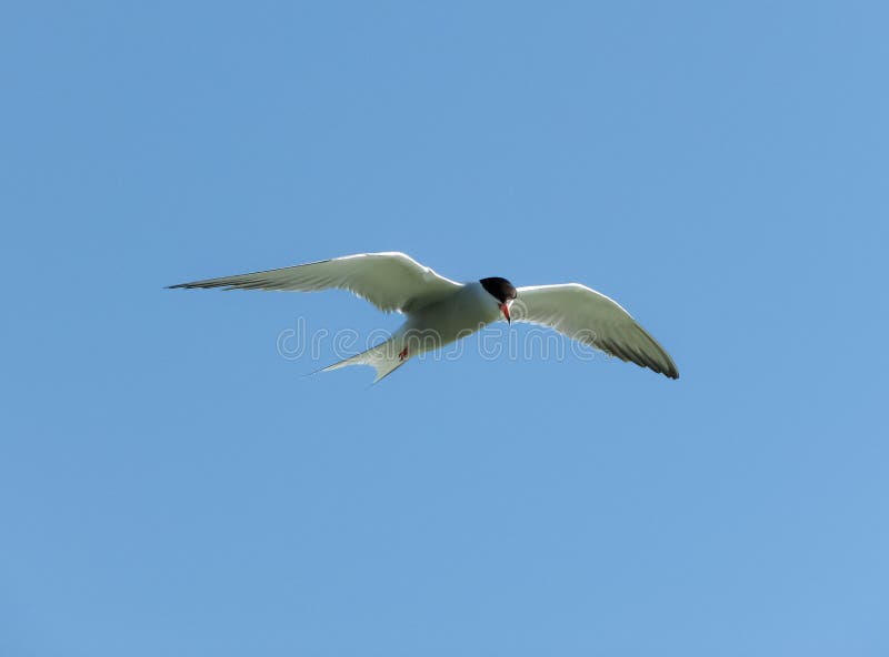 La gaviota blanca vuela en un cielo azul imagenes de archivo La gaviota blanca vuela en un cielo azul imagenes de archivo